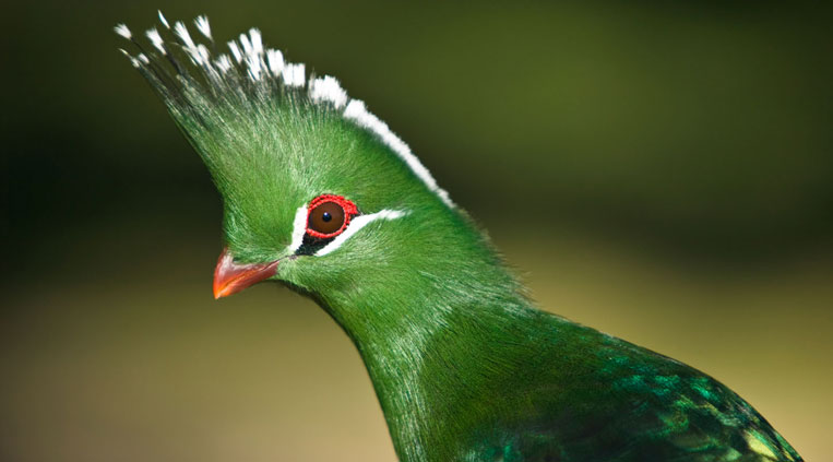 Turaco exotic bird